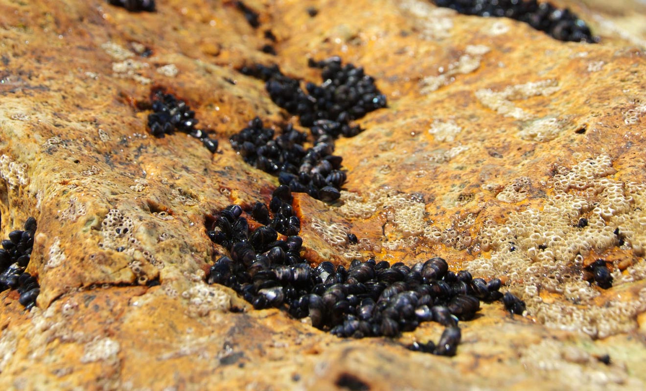 Faites le tour des rochers aux alentours. Vous avez de bonnes chances d'y trouver de petites moules à faire cuire dans l'eau bouillante de la source.