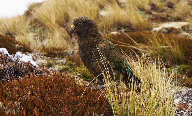 Le kea est non seulement un splendide perroquet, il est aussi l'oiseau le plus intelligent du monde.
