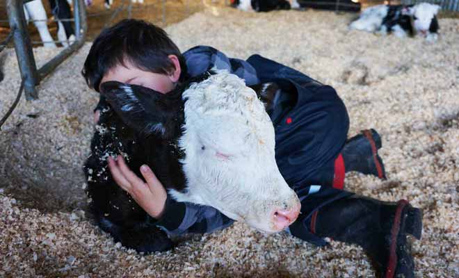 Pour travailler à la ferme, il ne faut pas avoir peur de s'occuper des animaux au quotidien.