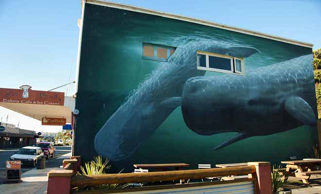Les baleines sont présente toute l'année dans la péninsule de Kaikoura, car il existe un gigantesque canyon sous-marin ou les baleines viennent se nourrir.