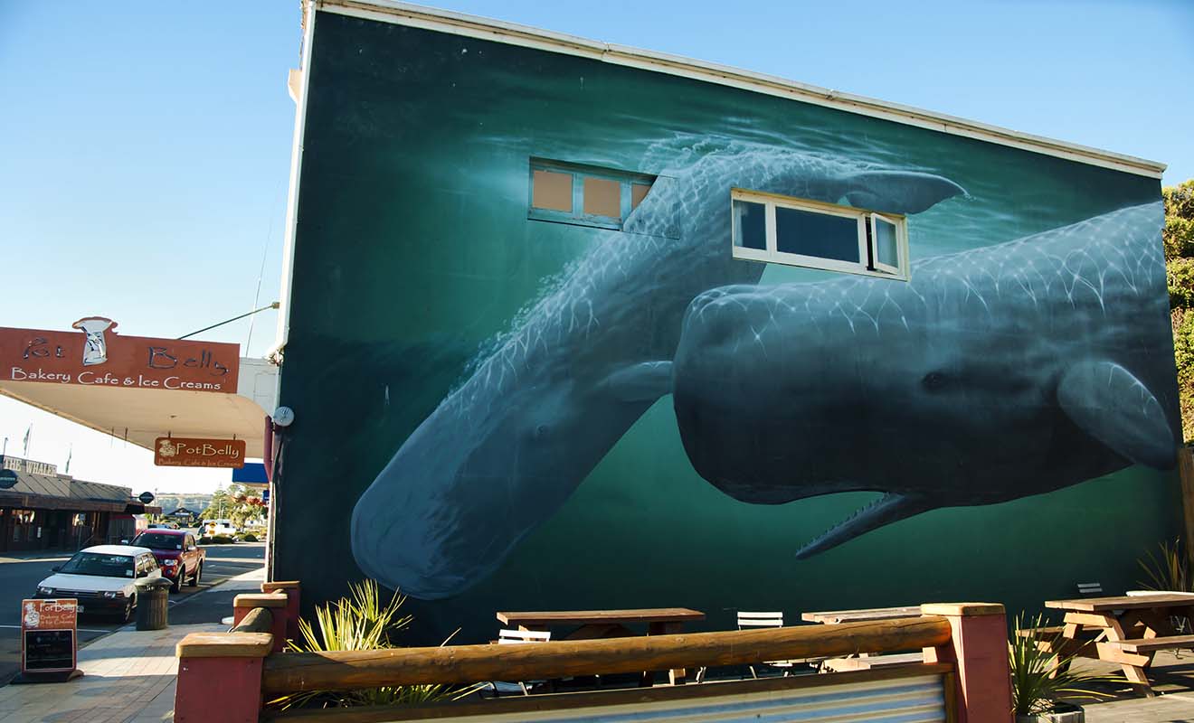 Les baleines sont présente toute l'année dans la péninsule de Kaikoura, car il existe un gigantesque canyon sous-marin ou les baleines viennent se nourrir.