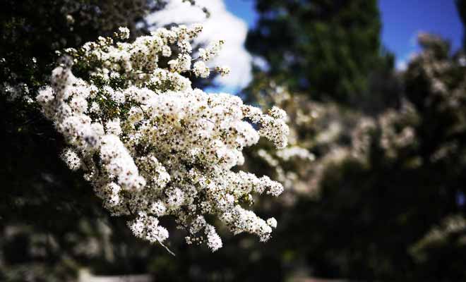 Les petites fleurs parfumées du kanuka sont butinées par les abeilles. Le miel qu'elles produisent est très apprécié dans le pays.