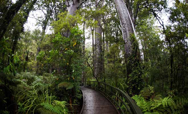 Un arbre kauri vit en moyenne plusieurs siècles, mais certains atteignent l'âge canonique d'un millier d'années. Certains arbres que vous verrez datent du Xe siècle !