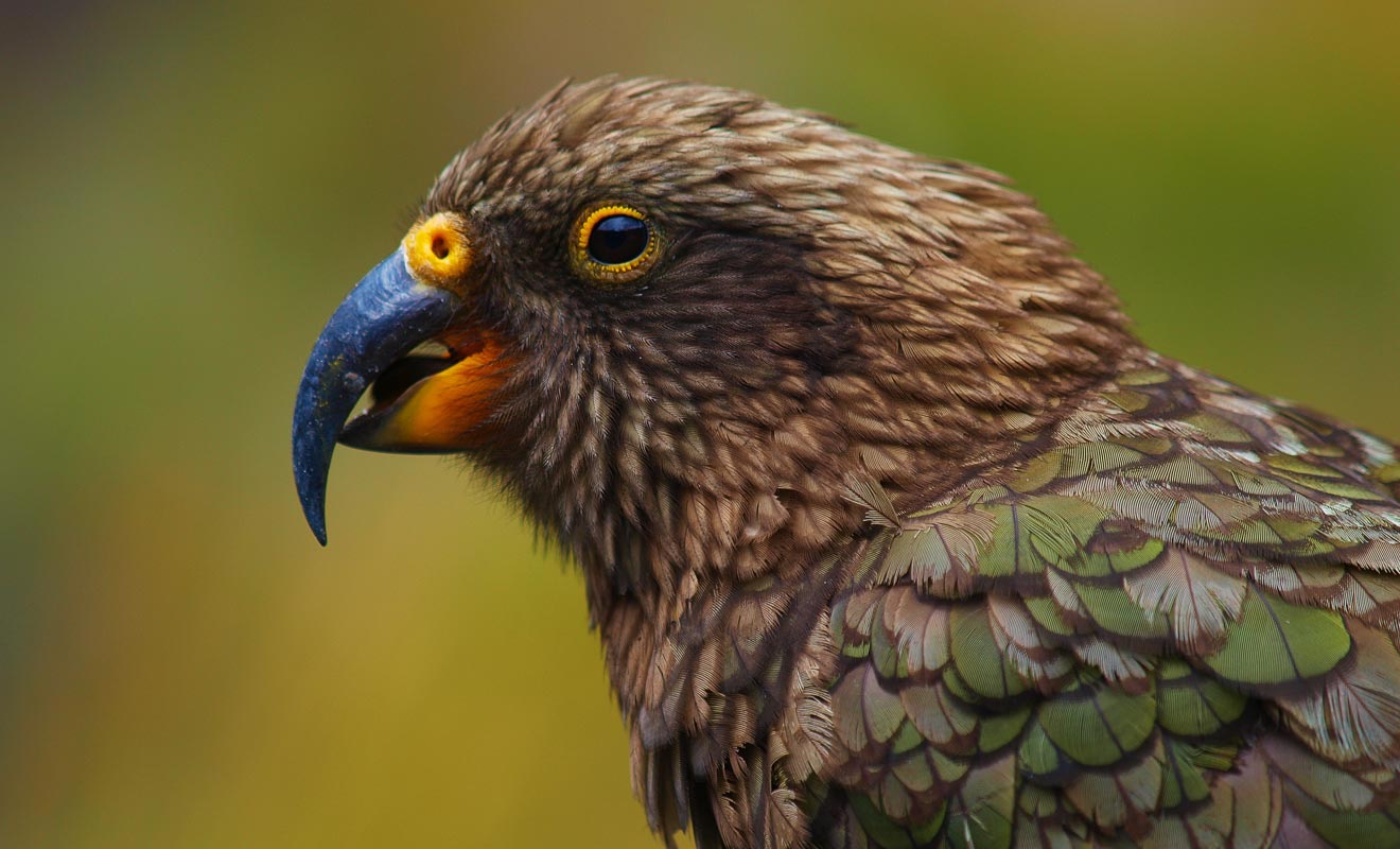 Le kea est à la fois le seul perroquet de montagne du monde et le plus intelligent de son espèce. Capable de fouiller dans les sacs, il peut aussi résoudre des problèmes complexes comme l'ont démontré de nombreuses études.