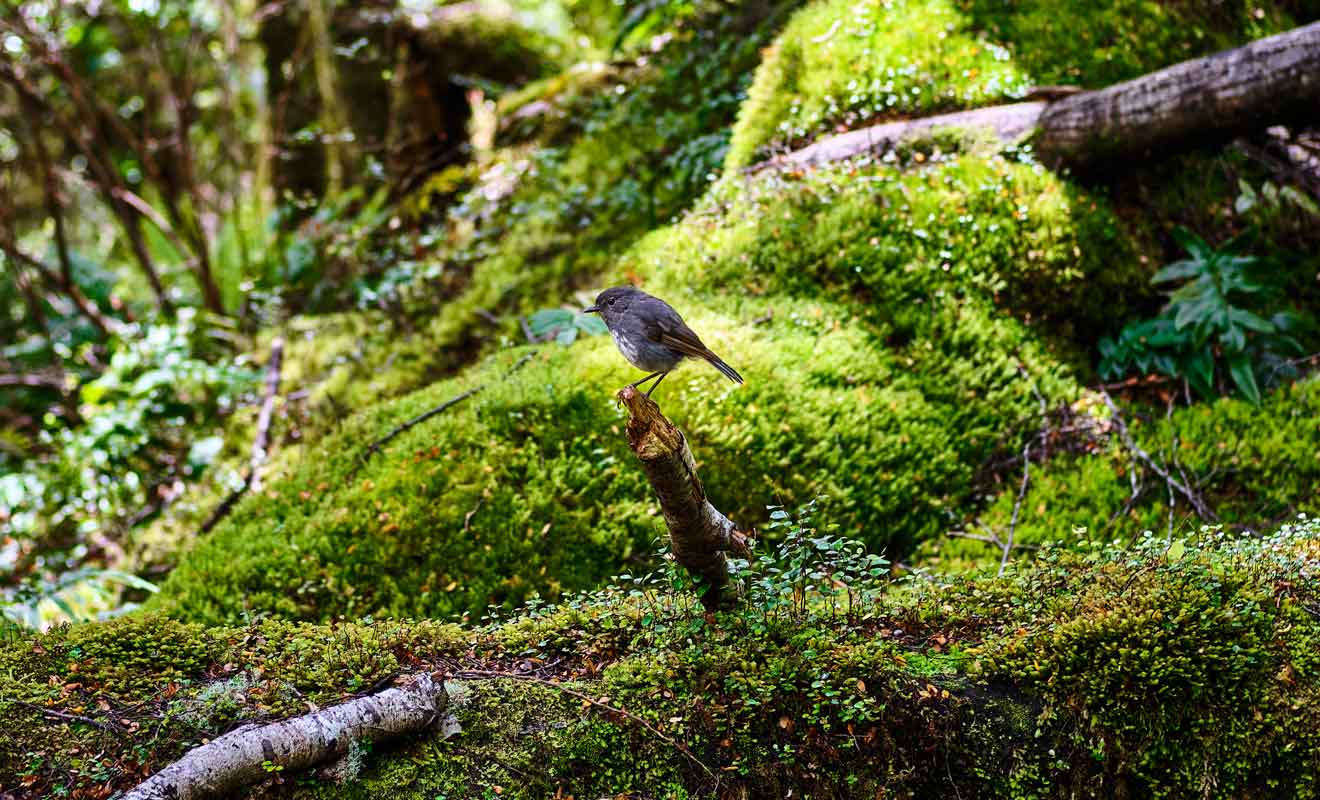 La faune qui peuple le Fiordland est d'une prodigieuse diversité.