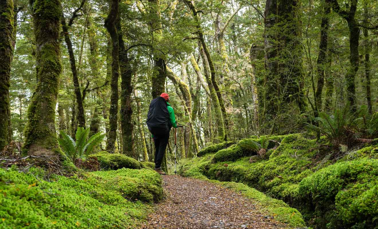 Les forêts de hêtres moussus semblent sorties tout droit d'un conte pour enfants.