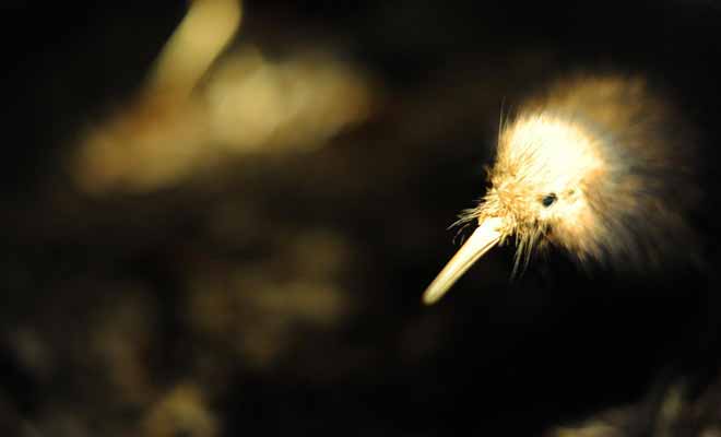 L'oiseau sans aile baptisé kiwi est si populaire quel les Néo-Zélandais l'ont adopté comme mascotte nationale. Son nom désigne aussi les habitants du pays !