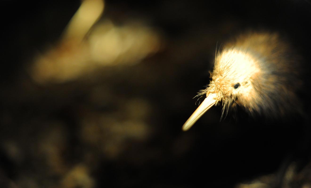 L'oiseau sans aile baptisé kiwi est si populaire quel les Néo-Zélandais l'ont adopté comme mascotte nationale. Son nom désigne aussi les habitants du pays !