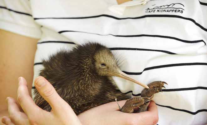 Après plusieurs décennies où leur disparition était annoncée à brève échéance, les kiwis sont toujours une espèce menacée, mais le nombre d'individus repart à la hausse. Le combat n'est pas encore gagné, mais les Néo-Zélandais font leur maximum.