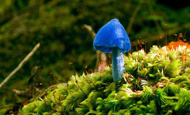 La pigmentation bleue est extrêmement rare pour les champignons. On ne trouve des champignons bleus de cette espèce qu'en Nouvelle-Zélande et en Inde (mystère...).
