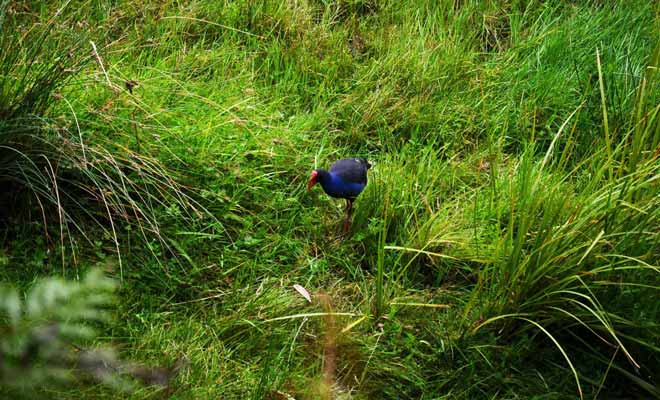 Il n'est pas rare de rencontrer des pukekos tout autour du lac.