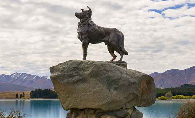 Dans cette région où l’on vivait essentiellement de l'élevage, les chiens de berger, infatigables, ont joué un rôle essentiel.