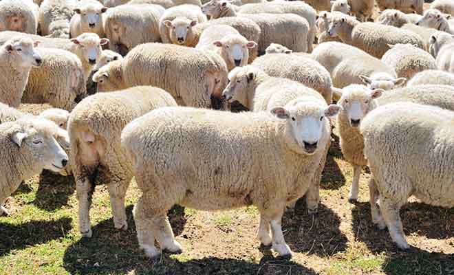 Contrairement à ce que l'on pourrait croire, les moutons ne sont pas faciles à approcher et ils se sauvent au moindre geste brusque dans leur direction.