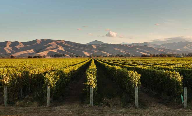 Au risque de vous surprendre, le Sauvignon blanc du Marlborough est désormais reconnu comme l'un des meilleurs du monde.