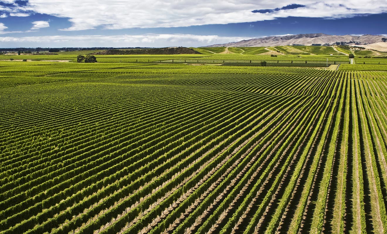 Les vendanges commencent généralement au début de l'automne néo-zélandais. Durant cette période, les entrepreneurs ont besoin de beaucoup de main d'oeuvre. Une aubaine pour les voyageurs en Programme Vacances Travail.