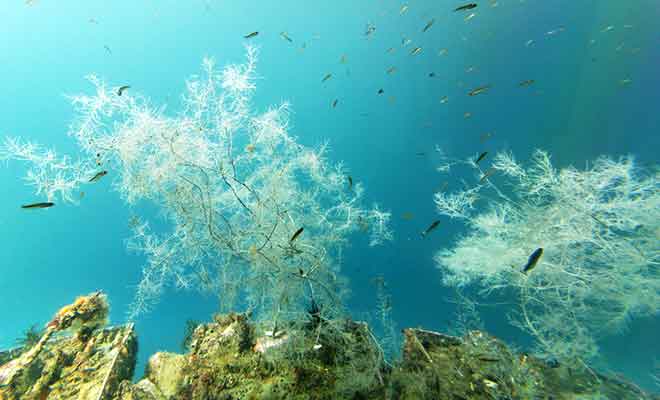 Le corail noir peut être admiré depuis l'observatoire sous-marin.
