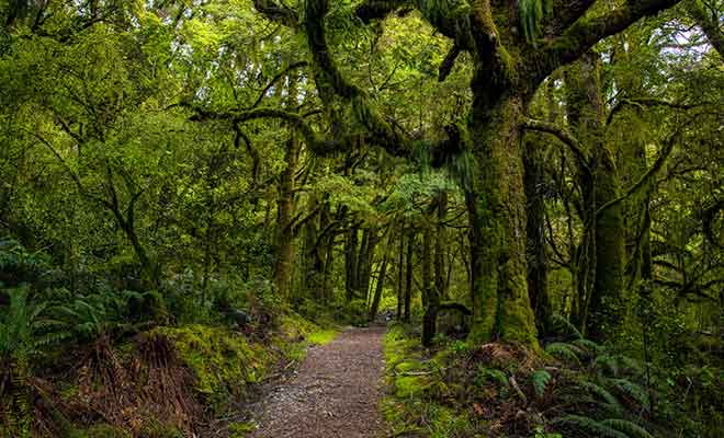 Dans le Southland où il tombe 9 m de pluie à l'année, la mousse recouvre les troncs d'arbres et l’on ne compte plus les variétés de fougères, comme la Silver Fern.