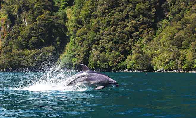 Le nombre de dauphins a baissé depuis une dizaine d'années, sans doute à cause du nombre trop important de navires dans le fjord.