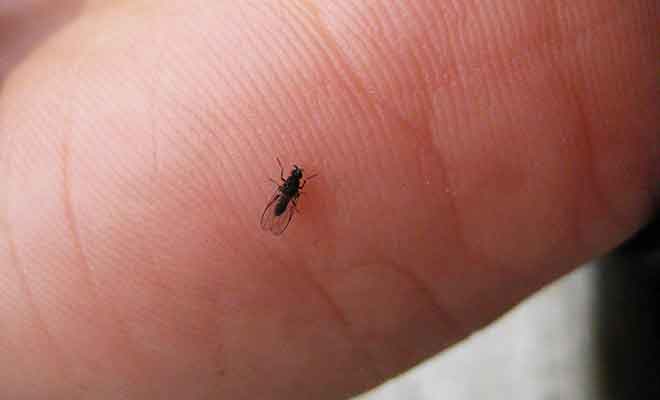Oubliez de mettre du répulsif et vous reviendrez couvert de boutons rouges.