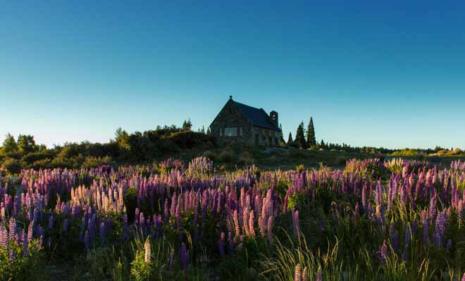 Les lupins qui poussent dans la région sont typiques du parc National du Mont Cook.