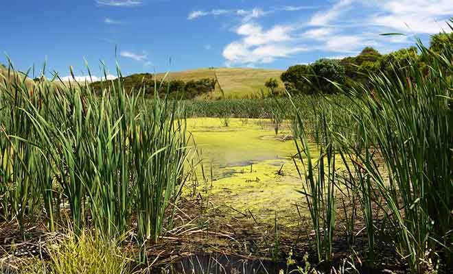 Les île Motutapu et Rangitoto sont reliées entre elles.
