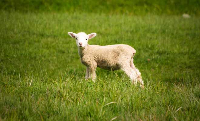 Il y a encore 30 ans, la Nouvelle-Zélande comptait 70 millions de moutons. Ils sont encore 30 millions à paitre dans les grandes prairies.