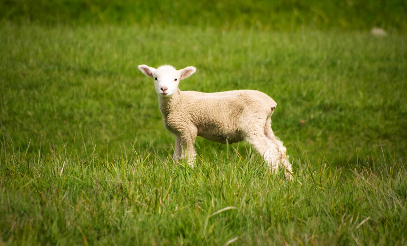 Il y a encore 30 ans, la Nouvelle-Zélande comptait 70 millions de moutons. Ils sont encore 30 millions à paitre dans les grandes prairies.