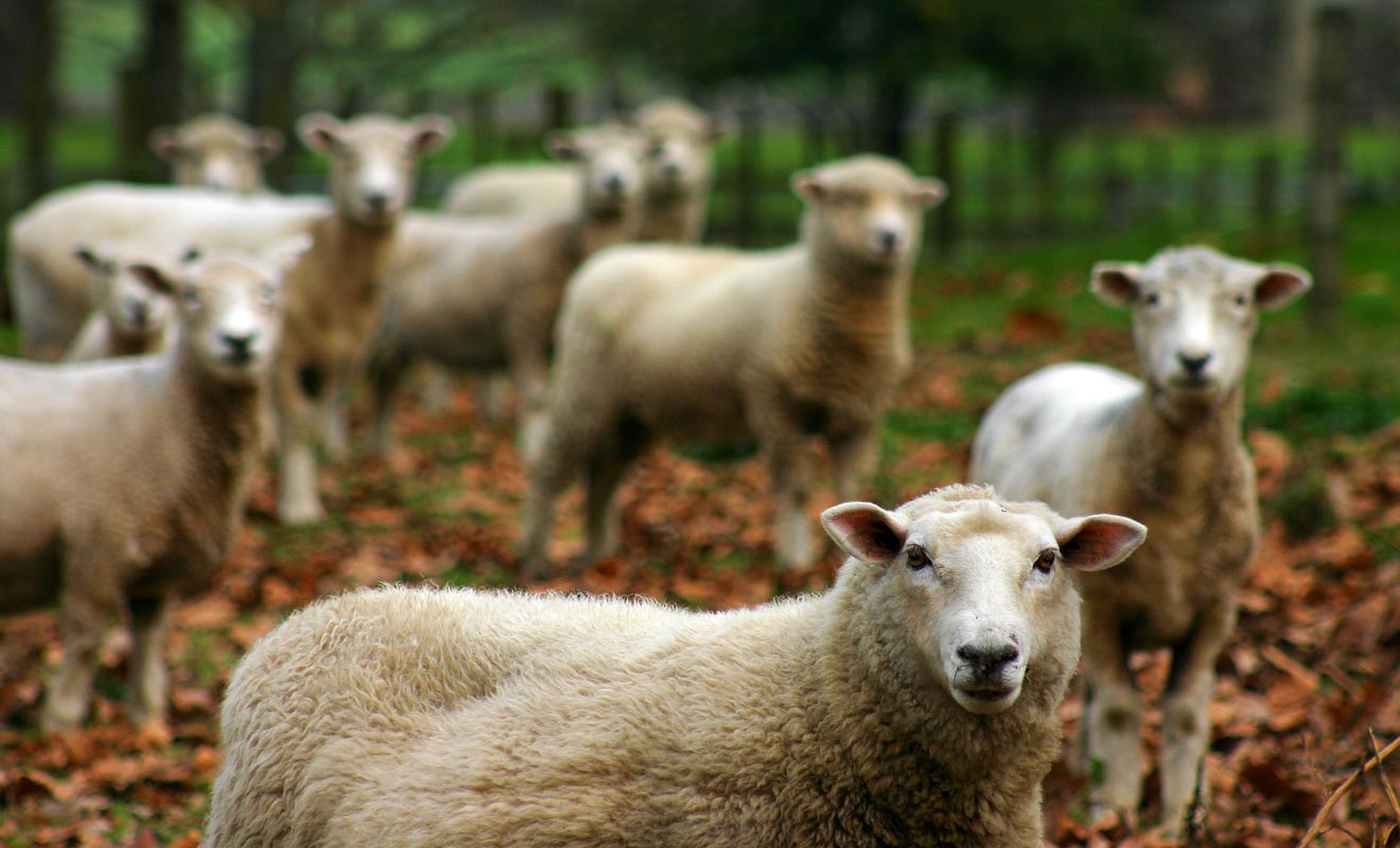 On compte environ 7 moutons par Néo-Zélandais, soit un total de 30 millions de ces adorables tondeurs de gazon sur pattes.
