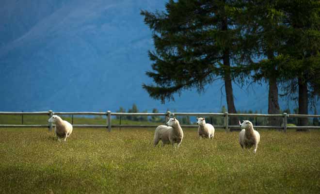 Contrairement à l'idée répandue, le nombre de moutons continue de diminuer. On compte désormais environ six moutons par habitant en Nouvelle-Zélande.