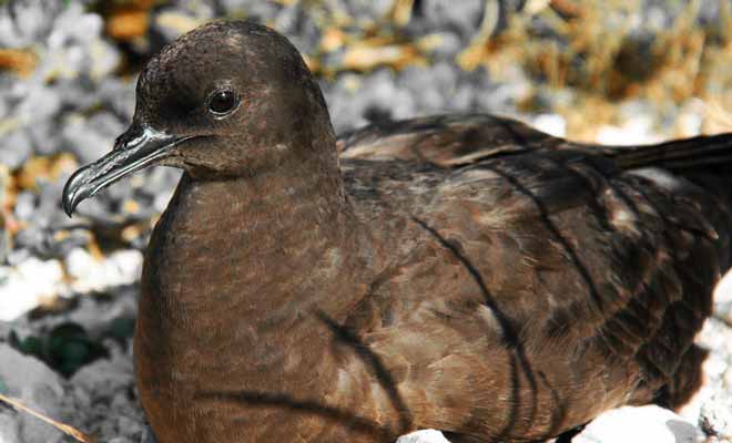 On pourrait croire White Island dépourvue de toute vie animale, mais il n'en est rien. Une colonie de mutton birds a élu domicile sur les flancs du volcan. Les Maoris les chassaient déjà quand ils venaient s'approvisionner en soufre sur l'île.