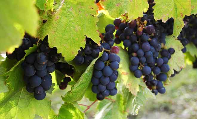 Si certaines propriétés mettent du blanc ou du rosé en bouteille, le rouge constitue l'essentiel de la production.