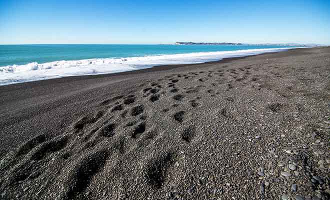 On peut se baigner à certains emplacements de la plage de Marine Parade.