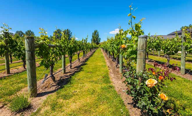 Vignobles et vergers profitent du climat exceptionnel de la baie de Hawkes et contribuent pour beaucoup à l'économie de la région.