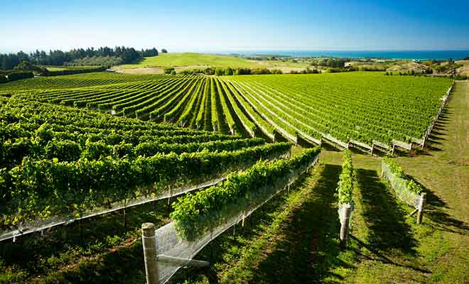 Hawke's Bay est célèbre pour ses nombreux vignobles en bord de mer.