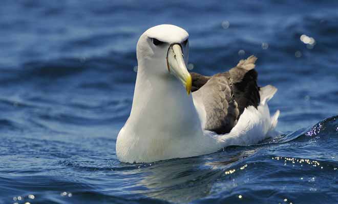 On trouve aussi des albatros en Nouvelle-Zélande, avec des colonies au large de la péninsule de Kaikoura. Si vous souhaitez les observer, il existe des compagnies qui organisent des sorties, mais il suffira souvent de lever les yeux au ciel pour les voir.