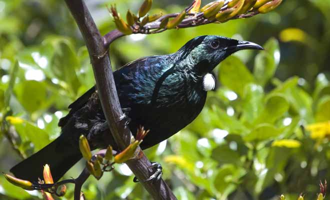 Le chant du Tui en forêt surprend souvent les voyageurs, car il ressemble parfois au son produits pas le robot r2d2 dans la guerre des étoiles au cinéma.