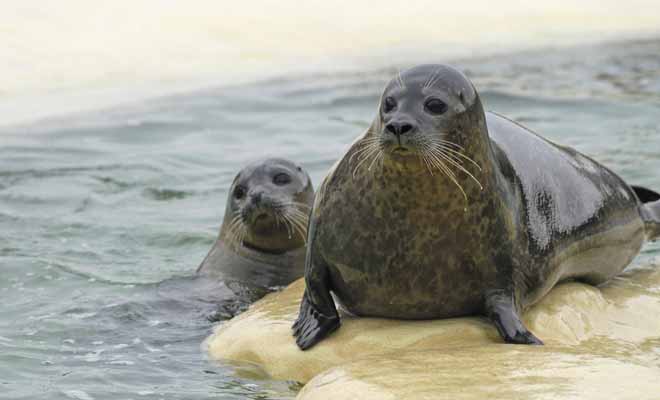 Les otaries sont timides, mais aussi très curieuses et elles n'hésitent pas à venir observer les kayaks de très près si elles en ont l'occasion.