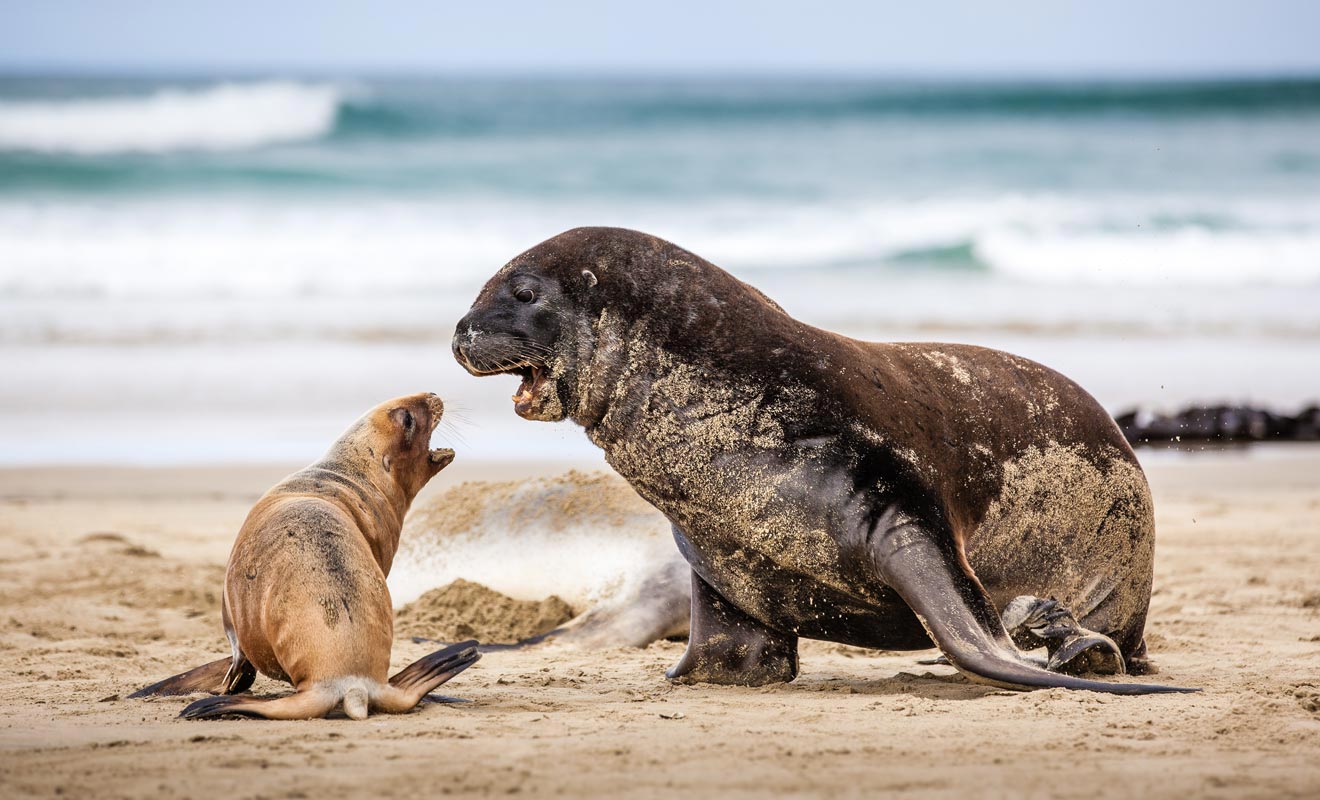 On trouve des otaries à fourrure aussi bien sur l'île du Nord que sur l'île du Sud. Notez la différence de taille entre un mâle et une femelle... Impossible de se tromper.