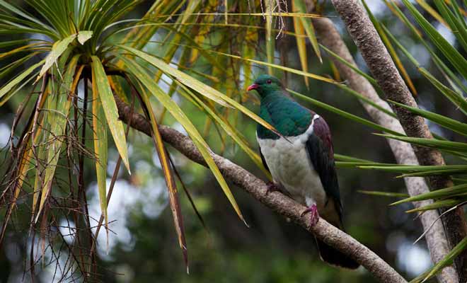 Le kerukeru est un pigeon de Nouvelle-Zélande.