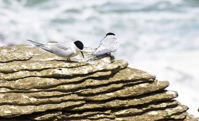 Le vacarme des vagues qui heurtent la roche n'impressionne pas les Sternes qui ont élu domicile dans les cavités de la roche.