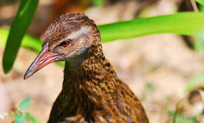 Une fois que le Weka a jeté son dévolu sur un territoire, il refusera de s'installer ailleurs. Quand il n'était pas mangé, il servait d'animal de compagnie aux Maoris.