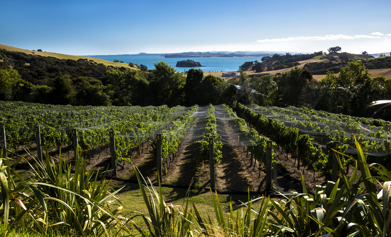 Quand on pense à Auckland, on imagine aussitôt la cité des voiles... mais Auckland est une région avant d'être une ville, et cette région possède de merveilleux vignobles.