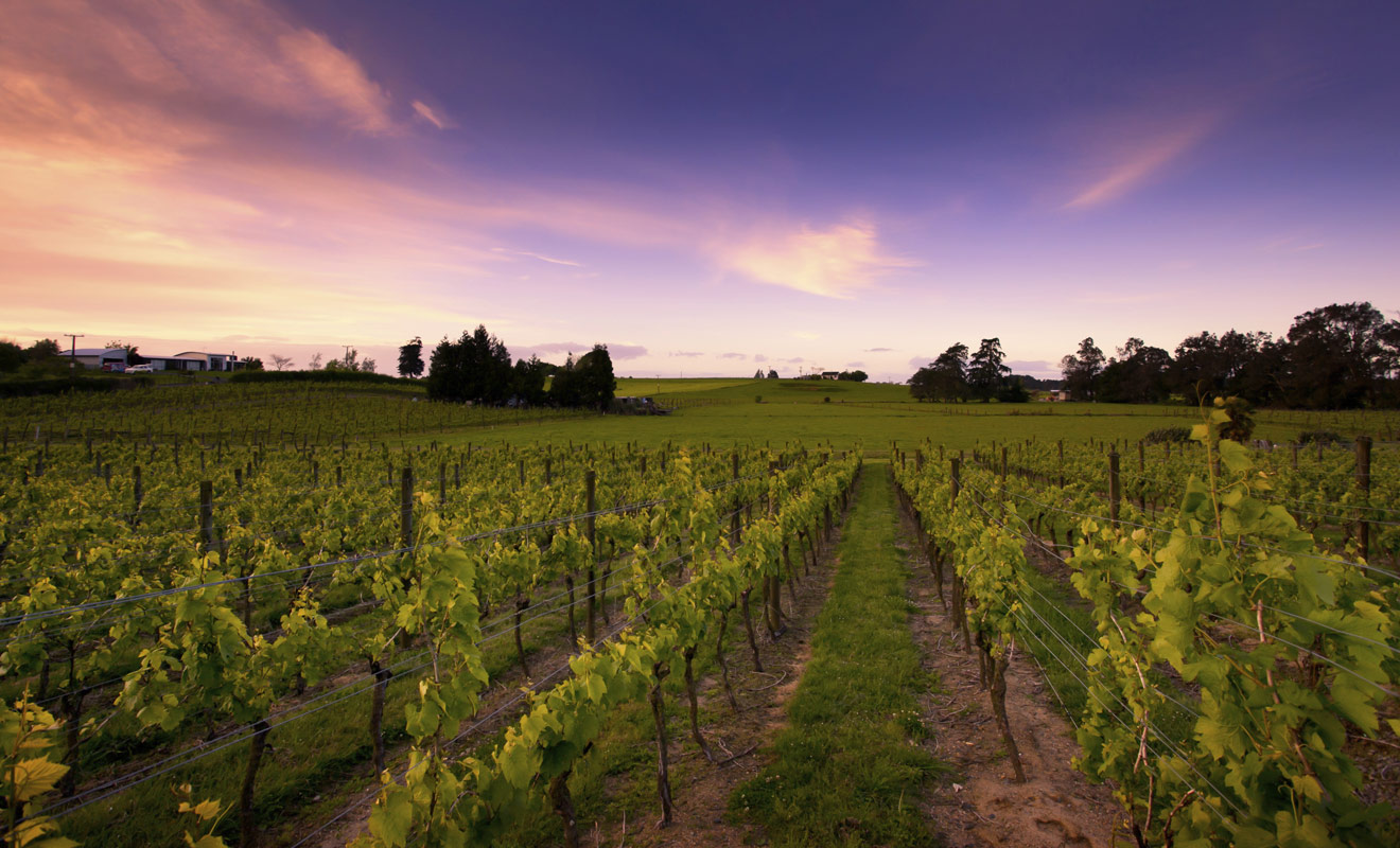 Si vous visitez la baie de Hawkes et notamment la ville de Napier, pensez à visiter les agréables vignobles pour goûter les vins de la région.