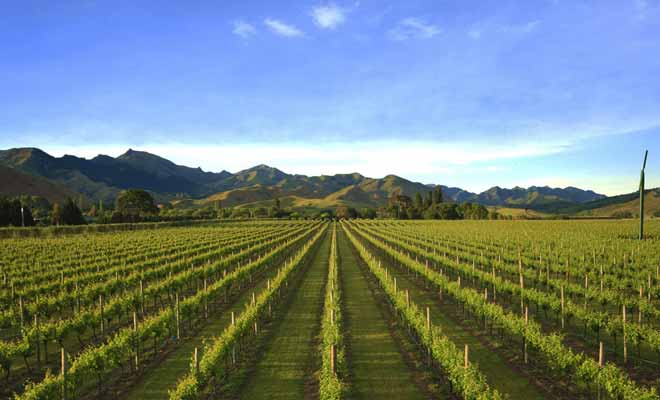 Les vignobles de Nelson se trouvent entre le parc national d'Abel Tasman et une l'autre grande région viticole de l'Île du Sud : le Marlborough. Si l'on devait départager ces deux régions, le Nelson perdrait le match, mais cela ne signifie pas que sa production soit mauvaise... au contraire, elle est excellente.