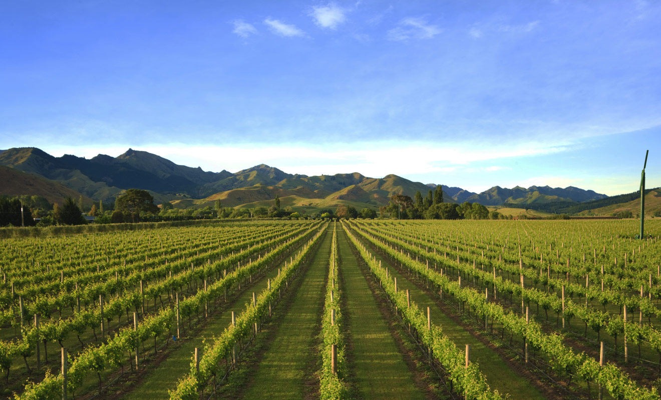 Les vignobles de Nelson se trouvent entre le parc national d'Abel Tasman et une l'autre grande région viticole de l'île du Sud : le Marlborough. Si l'on devait départager ces deux régions, le Nelson perdrait le match, mais cela ne signifie pas que sa production soit mauvaise... au contraire, elle est excellente.