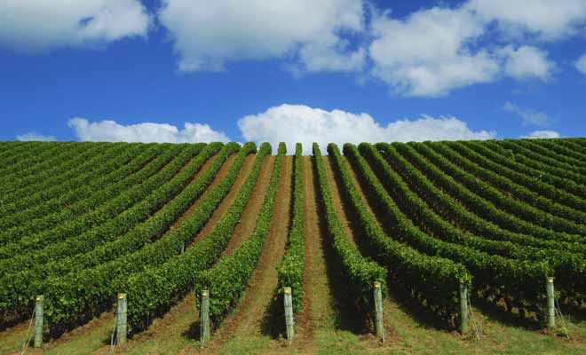Le Northland ne produit pas de grands crus, mais quelques vins originaux qu'il faut goûter si l'on est de passage dans la région, mais que l'on ne commandera pas au restaurant ailleurs dans le pays.