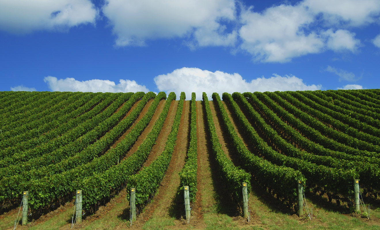 Le Northland ne produit pas de grands crus, mais quelques vins originaux qu'il faut goûter si l'on est de passage dans la région, mais que l'on ne commandera pas au restaurant ailleurs dans le pays.