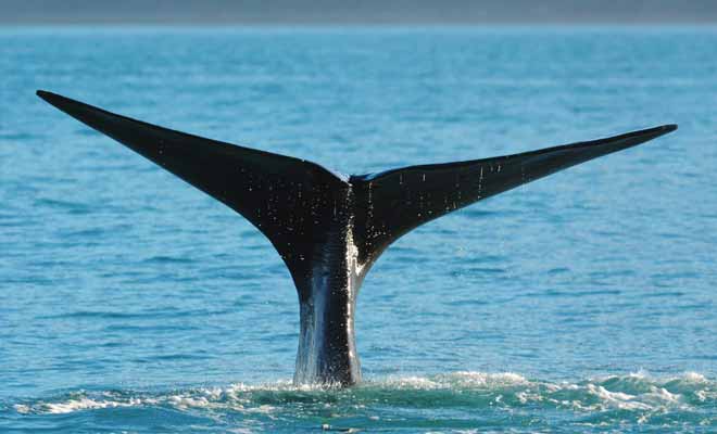 L'idéal pour ne pas rater la photo d'une baleine qui plonge est de disposer d'un mode rafale sur son appareil.