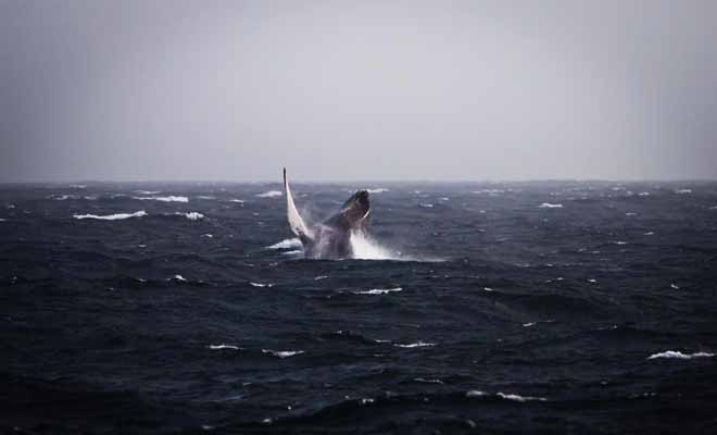 Les chances d'observer au moins une baleine sont de 99% ! Dans le cas contraire, les voyageurs sont remboursés par l'organisateur.