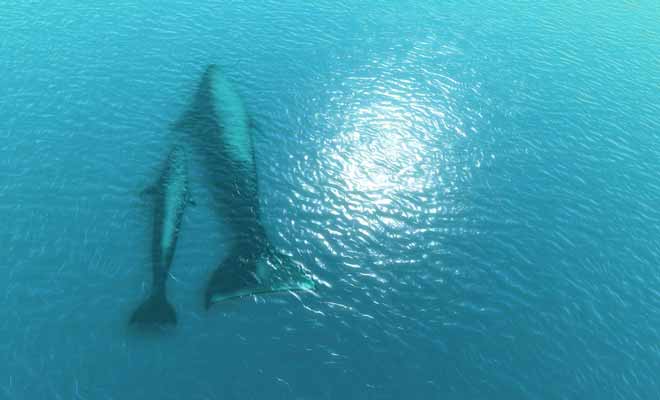 Si votre budget le permet, il est recommandé de survoler les baleines en hélicoptère. Contrairement aux sorties en bateau qui ne dévoilent que le dos et l'aileron de ces mammifères, la vue du ciel permet de les admirer entièrement.